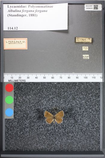 Media type: image;   Entomology 54016